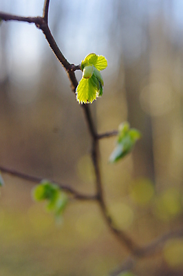 포토 JPG 해외이미지 나무 식물 계절 백그라운드 잎 꽃무늬 자연 새로움 사람없음 야외 초록색 파란색 새싹 환경 정원 희망 봄 성장 벚꽃 나뭇가지 신선 개화 닫기 작음 다발 허브 묘사 정맥 파열 내추럴 개발 해외202004 해외포토 꽃 감정 컬러 컨셉 무늬 모션 크기 생태계 혈관 파일형식 이미지허브