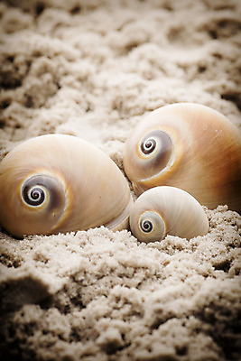 포토 JPG 해외이미지 별 모래 바다 백그라운드 컨셉 자연 불가사리 프레임 해변 사람없음 여름 햇빛 껍질 흰색 산호 심볼 오브젝트 기념품 태평양 가리비 고립 해외202004 해외포토 자연요소 계절 컬러 조개 극피동물 태양 자포동물 생태계 파일형식 이미지허브