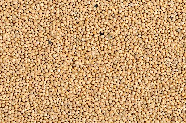 포토 JPG 해외이미지 음식 백그라운드 재료 건조 사람없음 노란색 양념 향신료 질감 해외202004 해외포토 컬러 향미료 파일형식 이미지허브