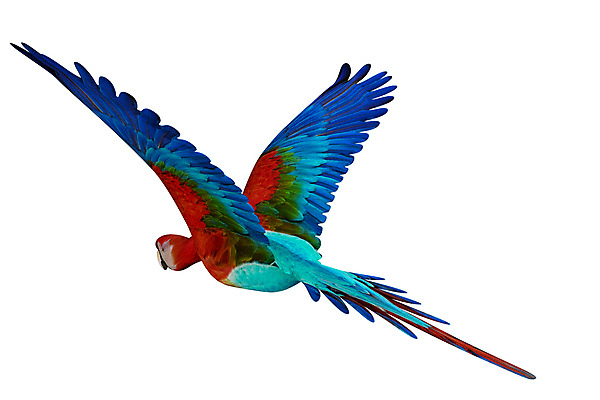 JPG 해외이미지 한마리 일러스트 수채화 사람없음 그림 금강앵무새 해외202004 해외일러스트 1 앵무새 파일형식 이미지허브