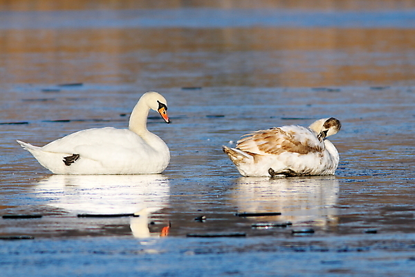 포토 JPG 해외이미지 동물 호수 야생동물 바다 겨울 가족 청소년 자연 조류 표면 날씨 함께함 종류 성인 사람없음 야외 물 반사 갈색 환경 냉동 얼음 추위 흰색 우아함 큼 12월 깃털 서리 백조 물새 철새 내추럴 다뉴브강 벙어리 웅장함 해외202004 해외포토 자연요소 계절 컬러 컨셉 관계 사람 날짜 크기 생태계 파일형식 이미지허브