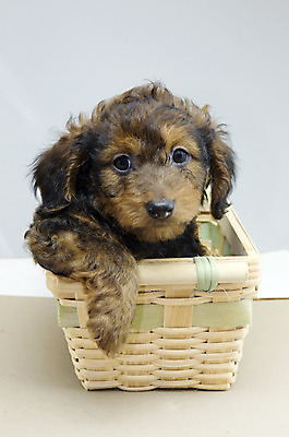 포토 JPG 해외이미지 동물 새끼 포유류 털 사람없음 반려동물 갈색 바구니 검은색 개 강아지 작음 닥스훈트 사냥개 송곳니 해외202004 해외포토 컬러 치아 크기 파일형식 이미지허브