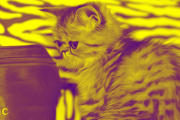 포토 JPG 해외이미지 동물 포즈 포유류 자연 수염 털 앉기 사람없음 반려동물 고양이 회색 모피 부드러움 얼룩무늬 솜털 해외202004 해외포토 컬러 무늬 모션 감각 생태계 파일형식 이미지허브