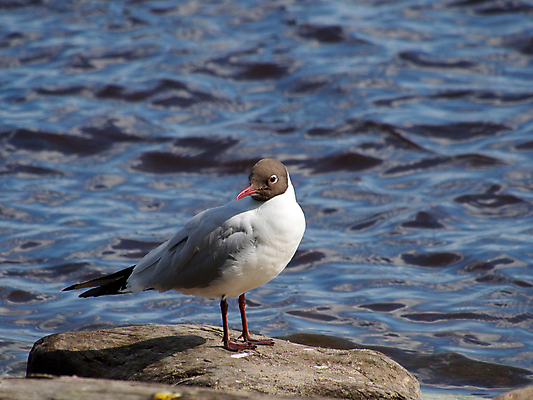 포토 JPG 해외이미지 주간 해외풍경 바다 갈매기 사람없음 야외 미국 바위 캘리포니아 해외202004 해외포토 자연요소 해외 북아메리카 조류 풍경 돌_바위 파일형식 이미지허브