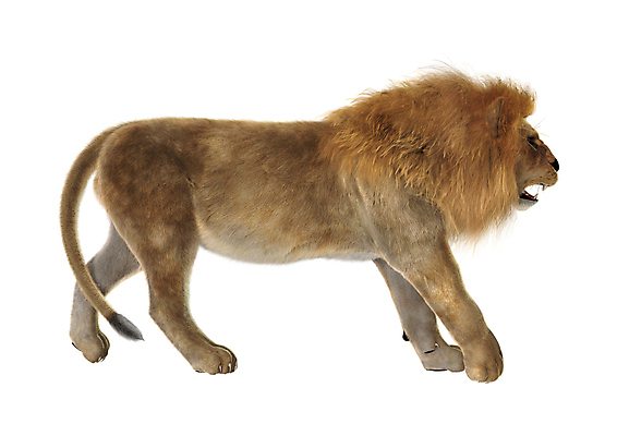 포토 JPG 해외이미지 동물 남자 야생동물 포유류 자연 사람없음 걷기 고양이 흰색 황무지 위험 사자 큼 왕 사파리 사냥꾼 사자자리 고립 해외202004 해외포토 직업 컬러 컨셉 모션 사람 반려동물 별자리 크기 생태계 파일형식 이미지허브