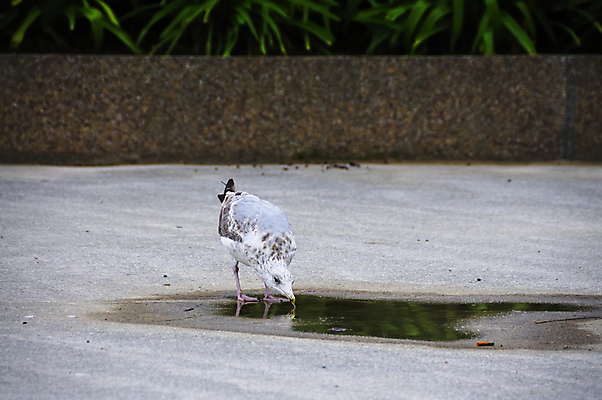 포토 JPG 해외이미지 동물 음료 야생동물 바다 자연 갈매기 조류 서기 사람없음 물 반사 마시기 해외202004 해외포토 자연요소 모션 생태계 파일형식 이미지허브