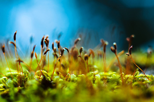 포토 JPG 해외이미지 나무 식물 디자인 계절 공원 백그라운드 잎 패턴 자연 추상 따뜻함 이끼 사람없음 초록색 환경 봄 가을 나뭇가지 신선 숲 큼 피부 질감 내추럴 땅바닥 생태학 옛날 해외202004 해외포토 공공시설 교육 컬러 무늬 바닥 신체부위 크기 생태계 파일형식 이미지허브