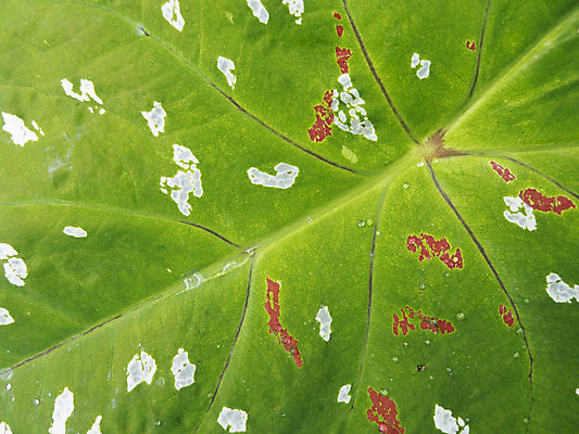 포토 JPG 해외이미지 잎 사람없음 빨간색 초록색 흰색 점 질병 해외202004 해외포토 식물 컬러 의학 파일형식 이미지허브