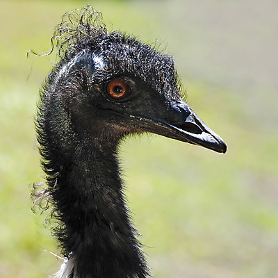 포토 JPG 해외이미지 동물 야생동물 자연 조류 동물원 사람없음 머리 정사각형 부리 타조 해외202004 해외포토 도형 신체부위 생태계 파일형식 이미지허브