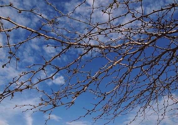 포토 JPG 해외이미지 식물 구름 공원 백그라운드 패턴 자연 벽지 하늘 새로움 건조 사람없음 야외 여름 햇빛 태양 우주 맑음 침묵 봄 사막 흰색 나뭇가지 신선 못 투명 그룹 닫기 숲 묘사 유기농 질감 정맥 고립 디테일 해외202004 해외포토 자연요소 나무 웰빙 계절 공공시설 컬러 컨셉 무늬 모션 날씨 소리 공구 생태계 혈관 파일형식 이미지허브