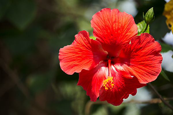 포토 JPG 해외이미지 주간 자연 사람없음 야외 빨간색 히비스커스 해외202004 해외포토 자연요소 꽃 컬러 생태계 파일형식 이미지허브