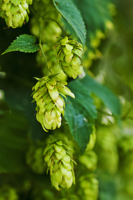 포토 JPG 해외이미지 주간 잎 사람없음 야외 아웃포커스 해외202004 홉 해외포토 자연요소 식물 촬영기법 파일형식 이미지허브