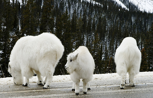 포토 JPG 해외이미지 야생동물 새끼 국립공원 세마리 사람없음 흰색 산양 해외202004 해외포토 동물 공원 컬러 3 양 멸종위기동물 파일형식 이미지허브