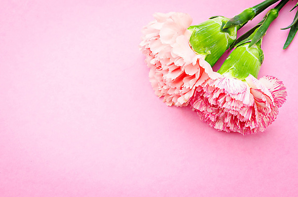 포토 JPG 해외이미지 꽃 분홍색 사람없음 카네이션 해외202004 해외포토 식물 컬러 파일형식 이미지허브