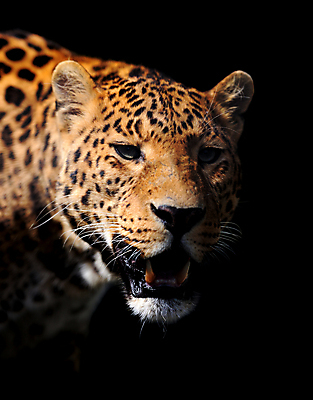 포토 JPG 해외이미지 한마리 응시 야생동물 검은배경 실내 사람없음 맹수 표범 해외202004 해외포토 동물 1 시선 백그라운드 포유류 내부 검은색 파일형식 이미지허브