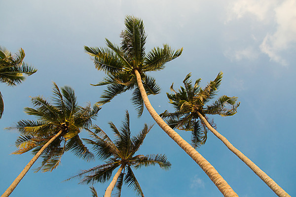 포토 JPG 해외이미지 나무 식물 구름 아시아 로우앵글 여행 백그라운드 잎 자연 하늘 휴가 휴식 따뜻함 손바닥 동양인 풍경 사람없음 야외 초록색 여름 파란색 평화 맑음 뜨거움 코코넛 내추럴 이국적 해외202004 해외포토 자연요소 손 계절 나라 뷰포인트 컬러 컨셉 과일 날씨 인종 생태계 파일형식 이미지허브