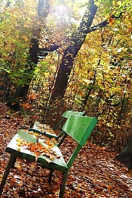 포토 JPG 해외이미지 나무 공원 잎 벤치 오렌지 사람없음 초록색 노란색 가을 황금 숲 11월 10월 해외202004 해외포토 식물 계절 공공시설 컬러 의자 과일 날짜 파일형식 이미지허브