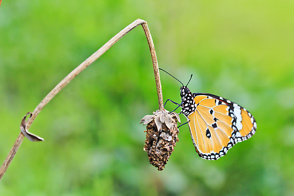 포토 JPG 해외이미지 꽃 유럽 야생동물 분홍색 나비 곤충 꽃무늬 신체 날개 태국 자연 날리기 추상 안테나 앉기 풍경 사람없음 야외 초록색 여름 빛 컬러풀 햇빛 머리 환경 맑음 봄 활발 벚꽃 개화 생물학 꽃가루 꿀 취급주의 해외202004 해외포토 식물 동물 계절 교육 나라 아시아 컬러 컨셉 무늬 통신 모션 날씨 경고 신체부위 태양 가루 생태계 파일형식 이미지허브