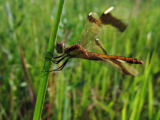 포토 JPG 해외이미지 식물 동물 곤충 백그라운드 밭 날개 자연 사람없음 초록색 여름 줄무늬 잠자리 동물상 해외202004 해외포토 계절 컬러 무늬 농업 조형물 생태계 파일형식 이미지허브