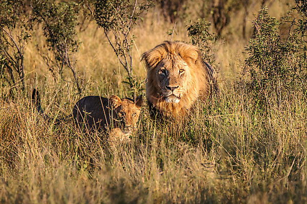 포토 JPG 해외이미지 동물 야생동물 새끼 여행 포유류 아프리카 자연 생물 털 동물원 사람없음 환경 고양이 힘 분노 황무지 위험 사자 큼 왕 모피 사파리 리더 육식동물 사냥꾼 멸종 사자자리 표범 내추럴 보츠와나 사바나 웅장함 해외202004 해외포토 직업 감정 나라 컨셉 반려동물 별자리 크기 생태계 파일형식 이미지허브
