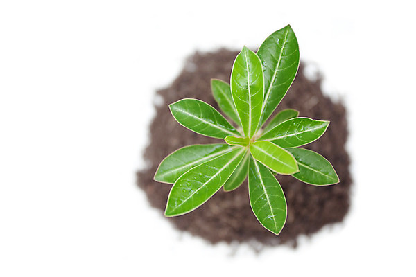 포토 JPG 해외이미지 나무 식물 아시아 지구 백그라운드 잎 농업 태국 자연 건강 사람없음 초록색 물 새싹 환경 정원 봄 젖음 성장 흰색 신선 정상 작음 유기농 원예 먼지 내추럴 고립 모종 생태학 엘리먼트 생존 해외202004 해외포토 자연요소 웰빙 계절 교육 나라 산업 컬러 취미 크기 생태계 파일형식 이미지허브