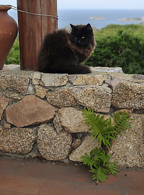 포토 JPG 해외이미지 동물 1 응시 시선 얼굴 포유류 포옹 자연 수염 털 풍경 사람없음 야외 초록색 반려동물 갈색 머리 귀여움 검은색 고양이 코트 표현 관찰 달콤 작음 모피 코 귀 솜털 해외202004 해외포토 컬러 컨셉 안기 모션 신체부위 외투 맛 크기 생태계 파일형식 이미지허브