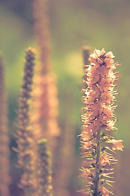 포토 JPG 해외이미지 식물 계절 꽃잎 꽃 분홍색 백그라운드 꽃무늬 밭 자연 풍경 사람없음 야외 초록색 여름 컬러풀 평화 환경 정원 보라색 봄 벚꽃 종 가을 시골 개화 벌 제비꽃 묘사 8월 내추럴 평야 해외202004 해외포토 컬러 곤충 컨셉 무늬 농업 날짜 생태계 파일형식 이미지허브
