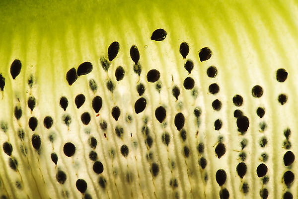 포토 JPG 해외이미지 음식 조각 백그라운드 2 다이어트 과일 재료 부분 자연 디저트 건강 키위 육류 사람없음 초록색 갈색 흰색 신선 고명 그룹 달콤 맛 자르기 먹기 오브젝트 싱글 유기농 날것 슬라이스 내추럴 숙성 이국적 채식주의자 해외202004 해외포토 웰빙 컬러 컨셉 식재료 모션 생태계 채식 파일형식 이미지허브