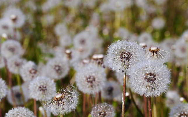 포토 JPG 해외이미지 식물 계절 꽃 백그라운드 꽃무늬 밭 자연 하늘 추상 풍경 사람없음 야외 초록색 여름 파란색 컬러풀 햇빛 태양 머리 정원 검은색 봄 들꽃 자유 벚꽃 흰색 신선 개화 민들레 땅 싱글 질감 부드러움 내추럴 고립 수평선 해외202004 해외포토 자연요소 컬러 컨셉 무늬 농업 신체부위 감각 생태계 파일형식 이미지허브