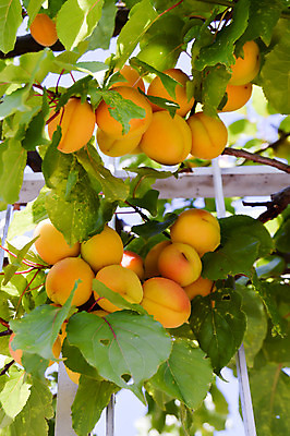 포토 JPG 해외이미지 식물 열매 음식 백그라운드 잎 농업 다이어트 오렌지 부분 자연 포도 디저트 건강 사람없음 초록색 노란색 정원 식사 이탈리아 흰색 신선 그룹 달콤 맛 사과 자르기 오브젝트 유기농 날것 복숭아 건강식 내추럴 고립 살구 숙성 영양분 채식주의자 해외202004 해외포토 웰빙 유럽 산업 컬러 컨셉 과일 모션 생태계 채식 파일형식 이미지허브