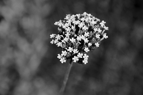 포토 JPG 해외이미지 식물 꽃 자연 사람없음 정원 묘사 원예 해외202004 해외포토 취미 생태계 파일형식 이미지허브