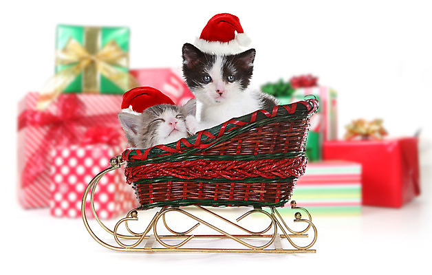 포토 JPG 해외이미지 동물 1 응시 새끼 백그라운드 산타모자 수염 털 선물 사람없음 가로 반려동물 귀여움 고양이 줄무늬 회색 흰색 아기 달콤 작음 흰배경 슛 내추럴 기르기 유래 해외202004 해외포토 모자_잡화 시선 컬러 컨셉 크리스마스 무늬 포유류 사람 맛 크기 돌봄 파일형식 이미지허브