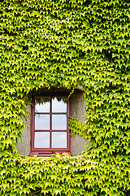 포토 JPG 해외이미지 식물 외관 벽 백그라운드 잎 패턴 건축양식 창문 자연 유리 주택 프레임 사람없음 야외 건물 장식 빨간색 초록색 반사 환경 성장 덮개 시골 닫기 덩굴 질감 오르기 포도나무 아이비 내추럴 옛날 해외202004 해외포토 건축물 건축 컬러 무늬 모션 재질 뚜껑 과일나무 생태계 파일형식 이미지허브