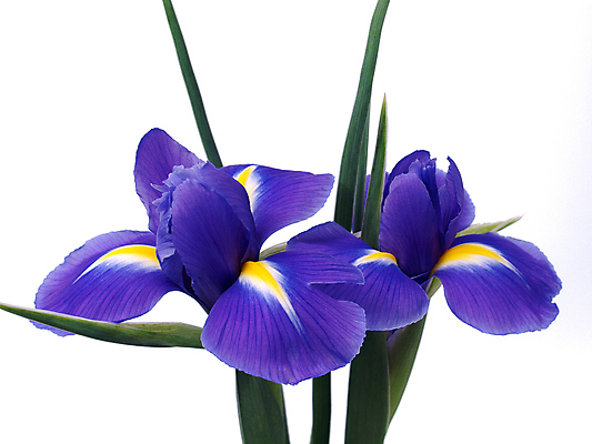 포토 JPG 해외이미지 식물 계절 꽃잎 꽃 줄기 백그라운드 꽃무늬 자연 추상 휴가 발렌타인데이 선물 사람없음 초록색 파란색 보라색 봄 벚꽃 흰색 신선 생일 개화 제비꽃 붓꽃 고립 해외202004 해외포토 기념일 컬러 무늬 데이이벤트 생태계 파일형식 이미지허브