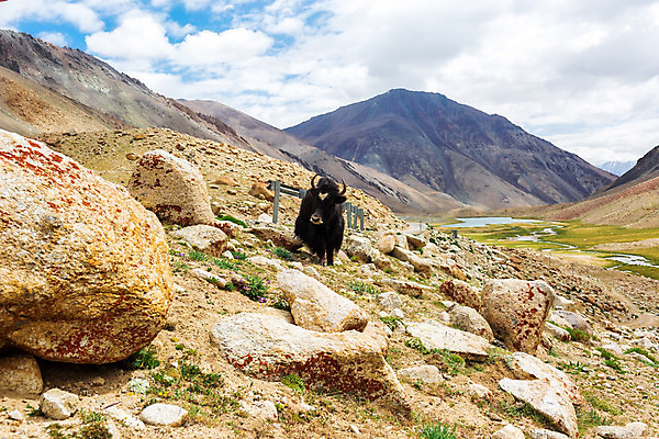 포토 JPG 해외이미지 동물 아시아 여행 자연 하늘 산 풍경 사람없음 물 관광지 바위 소 내추럴 해외202004 해외포토 자연요소 나라 포유류 돌_바위 생태계 파일형식 이미지허브