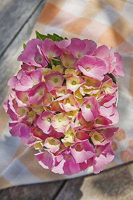 포토 JPG 해외이미지 식물 꽃잎 꽃 분홍색 자연 사람없음 여름 정원 봄 시골 신선 냄비 향기 수국 내추럴 해외202004 해외포토 계절 컬러 솥 생태계 냄새 파일형식 이미지허브