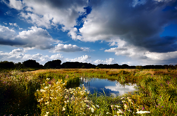 포토 JPG 해외이미지 식물 구름 계절 꽃 호수 밭 자연 하늘 풍경 사람없음 야외 물 여름 파란색 빛 컬러풀 반사 들꽃 벚꽃 연못 개화 네덜란드 평야 수평선 해외202004 해외포토 자연요소 유럽 컬러 농업 생태계 파일형식 이미지허브
