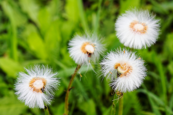포토 JPG 해외이미지 식물 계절 꽃잎 꽃 백그라운드 꽃무늬 밭 자연 풍경 사람없음 야외 초록색 여름 컬러풀 노란색 정원 봄 성장 벚꽃 시골 신선 개화 민들레 장면 내추럴 해외202004 해외포토 컬러 무늬 농업 생태계 파일형식 이미지허브