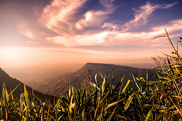 포토 JPG 해외이미지 나무 구름 계절 꽃잎 꽃 아시아 잎 겨울 밭 가족 태국 자연 하늘 아침 산 잔디 사람없음 초록색 여름 파란색 빛 햇빛 태양 일출 일몰 봄 들꽃 벚꽃 흰색 언덕 데이지 캐모마일 해외202004 해외포토 주간 자연요소 식물 나라 컬러 농업 관계 노을 허브 생태계 파일형식 이미지허브