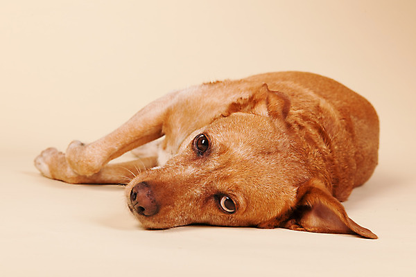 포토 JPG 해외이미지 동물 십자가 사람없음 반려동물 갈색 쌓기 개 크림 고립 기르기 섞기 옛날 해외202004 해외포토 컬러 포유류 모션 돌봄 파일형식 이미지허브