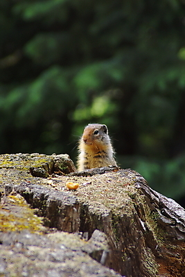 포토 JPG 해외이미지 동물 야생동물 포유류 사람없음 다람쥐 동물상 해외202004 해외포토 조형물 설치류 파일형식 이미지허브