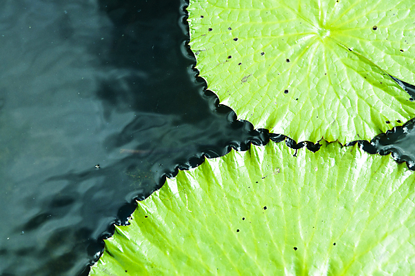 포토 JPG 해외이미지 식물 공원 꽃잎 꽃 종교 분홍색 잎 밭 불교 태국 자연 이집트 사람없음 야외 초록색 평화 정원 중국 침묵 봄 벚꽃 우아함 심볼 순수 명상 신성 이국적 해외202004 해외포토 계절 공공시설 아시아 컬러 컨셉 농업 아프리카 소리 생태계 파일형식 이미지허브