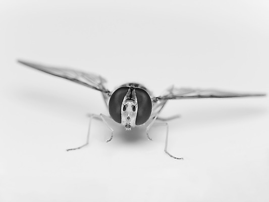 포토 JPG 해외이미지 유럽 야생동물 곤충 백그라운드 날개 추상 흑백 사람없음 가로 닫기 묘사 에코 생물학 해외202004 해외포토 동물 교육 나라 무늬 모션 촬영기법 환경 파일형식 이미지허브