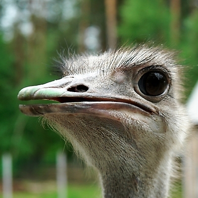 포토 JPG 해외이미지 동물 응시 야생동물 자연 조류 동물원 사람없음 머리 호기심 부리 목 타조 해외202004 해외포토 시선 감정 컨셉 신체부위 생태계 파일형식 이미지허브