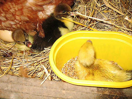 포토 JPG 해외이미지 동물 음식 컨셉 조류 부활절 오리 통 병아리 사람없음 농장 노란색 봄 아기 신생아 냄비 작음 깃털 부드러움 솜털 밀짚 부화 결백 해외202004 해외포토 계절 기념일 컬러 농업 사람 감각 짚 솥 크기 파일형식 이미지허브