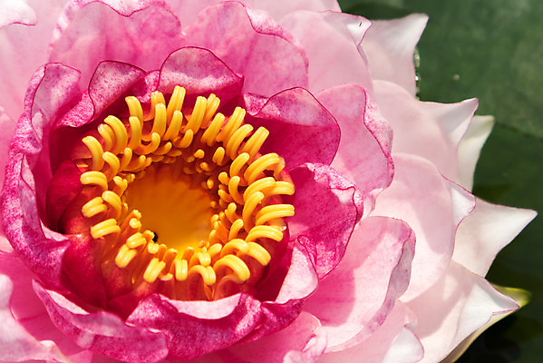 포토 JPG 해외이미지 식물 공원 꽃잎 꽃 종교 문화 호수 분홍색 여행 백그라운드 패턴 불교 태국 자연 표면 연꽃 미술 동양인 사람없음 장식 초록색 물 강 약 정원 보라색 스파 침묵 벚꽃 우아함 당구 허브 심볼 순수 싱크대 싱글 신성 내추럴 해외202004 해외포토 자연요소 공공시설 아시아 컬러 컨셉 무늬 의학 문화예술 인종 구기 소리 개수대 생태계 파일형식 이미지허브