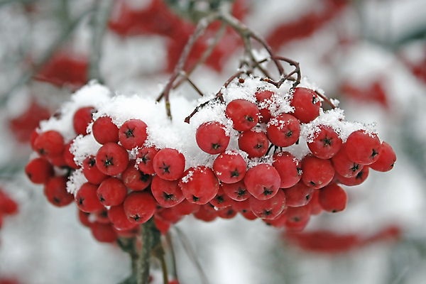 포토 JPG 해외이미지 계절 열매 백그라운드 겨울 과일 자연 산 풍경 사람없음 빨간색 얼음 추위 흰색 재 해외202004 해외포토 자연요소 식물 컬러 생태계 파일형식 이미지허브