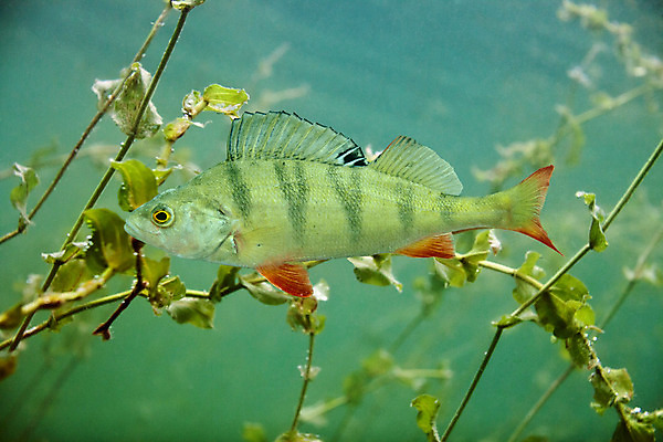 포토 JPG 해외이미지 식물 동물 호수 야생동물 자연 어류 앉기 사람없음 물 수중 육식동물 동물상 민물 해외202004 해외포토 자연요소 모션 조형물 수중동물 생태계 파일형식 이미지허브