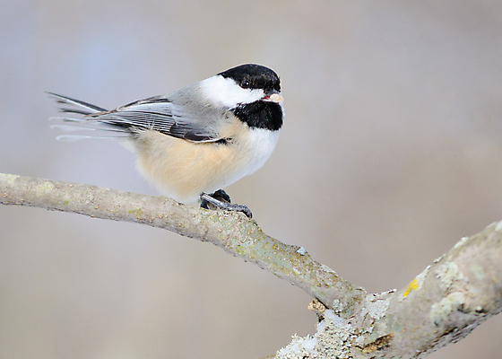 포토 JPG 해외이미지 야생동물 자연 조류 사람없음 야외 숲 해외202004 해외포토 동물 생태계 파일형식 이미지허브