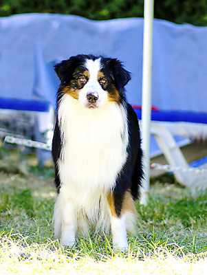 포토 JPG 해외이미지 동물 영어 응시 공원 행복 장난 가이드 포유류 털 건강 서기 앉기 잔디 사람없음 야외 빨간색 반려동물 갈색 믿음 정원 검은색 가축 우정 활발 코트 흰색 표현 구출 양치기 개 호주 선탠 간 보호자 송곳니 경보 기르기 동반자 복종 신앙심 유래 지능 직진 충실 탐지 해외202004 해외포토 식물 직업 문자 시선 공공시설 감정 컬러 컨셉 모션 친구 외투 도움 장기_의학 오세아니아 치아 돌봄 파일형식 이미지허브
